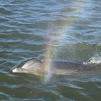 Friendly dolphin in St. Augustine