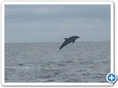 Dolphin jumping near Saint Augustine
