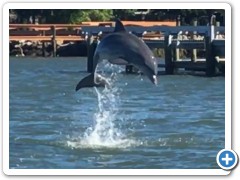 Dolphin jumping near St. Augustine