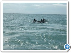 Dolphin sighting in St Augustine, FL