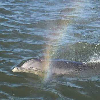 st augustine dolphin tours