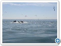 Dolphin Tours Saint Augustine