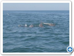 Dolphins near St Augustine Florida