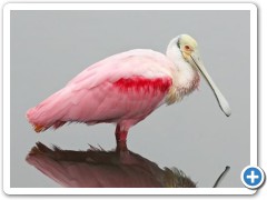 Roseate spoonbill spotted near St. Augustine